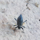 Desert Stink Beetle