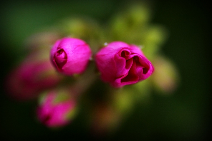 I pink .. di Giovanni Coccoli