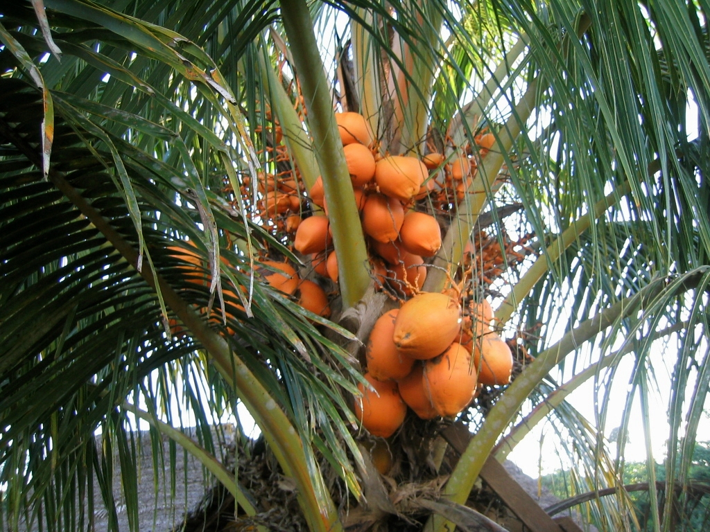 Coconut tree