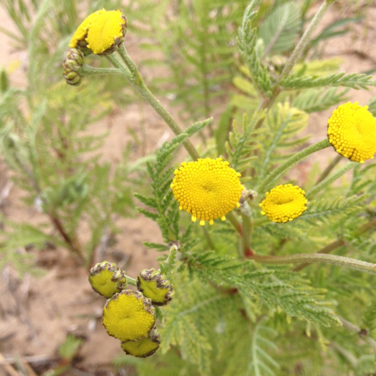 Lake Huron Tansy