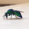 Large Emerald Cuckoo Wasp