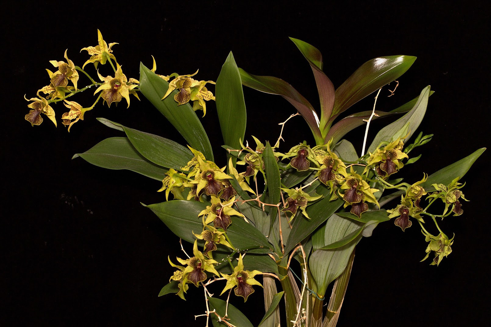 Dendrobium Green Elf QVYlPfzkLKHgQJJ2jkvjRFEy6HPOAGXtjmweO0E4sQiy00bDyXkAV0RIOc2Ez8a4g5R7cTPyw4wAzi_JPiOETXV6MUfAwo3V5S7ig6SnjY1kddJc8CuMDJP0d12xDy7apgxQUQgw_3Fnp-8iqQ7fmSojkCR00F8m6PZZirfSA-gGV-euPQGMslpFBofsx6Iiu9seKKuHtnxjrdPq7XOFfNNaATvnk3w-f-Z5oZM6JIx71EgzqGNz7G-tU4uPOLJRoXrAjOKv8RACqpNH0rU3M173hoBajxs3uCQV1pWEKIQqcB2v4oOOU79KL4pogHfuM9uY76kakGBWD7AOEXUNlABDKUQaQ-_OWVc4rXKMFDuwEROFVv_x7NpFjcAJzSBGODCC5hAad4qVNn3DiYaRLixlShJQhTKPaVsY9cALKPd5NnrGGJGVokj7OYgKF_RmxSX7kMRWmdkjXmJ9WaAicp58eKEL2LssDLAX7bIeuzCqZdwLtu-E3d63aXbB6EzSDXzo5q4dEadoHTXWlnkc4Lp_KgKCYwv1DFcoXz2TlvFS-NtylXbk7ebV9N61bPh5_iCZSvvzxprxNhtfP6iEGupdE42Yx__vqpz1kroF9cRU0QRUbg64LNLo5Amp0JK6XjF6WTCmykZ0dgnnZgieF4AdhztcsX2aMyHX-TtkRw=w1611-h1073-no