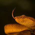 Malabar Pit Viper