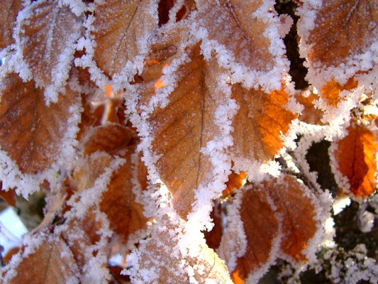 Frozen leaf di tanatos