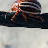 False Potato Beetle