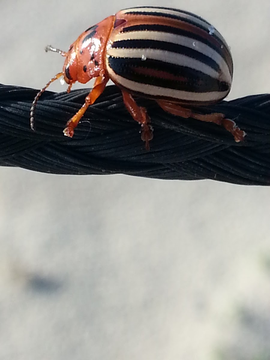 False Potato Beetle