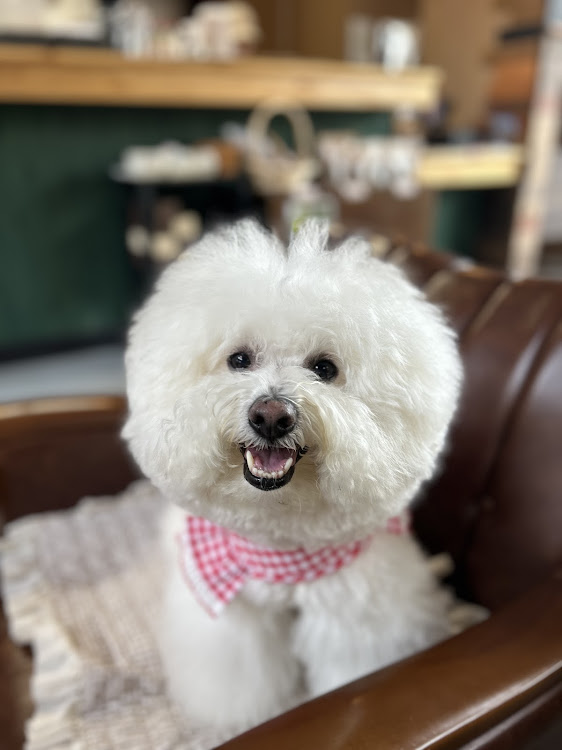 CLAシューティングブレークのしんや🐶ガブオート🐶さんが投稿したカスタム事例の投稿画像6枚目