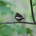 Leucistic House Wren Fledgling