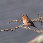 Pinzón vulgar (Common chaffinch)