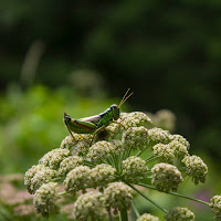 Salto nel... verde! di 