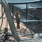 Great-crested Flycatcher