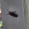 Lightning bug