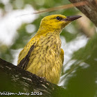 Black-naped Oriole