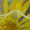 Flower crab spider