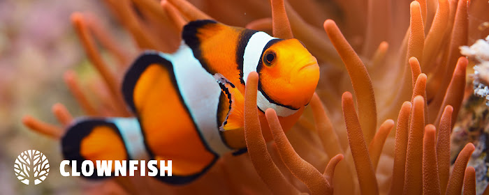 Clownfish HD Wallpapers New Tab Theme marquee promo image