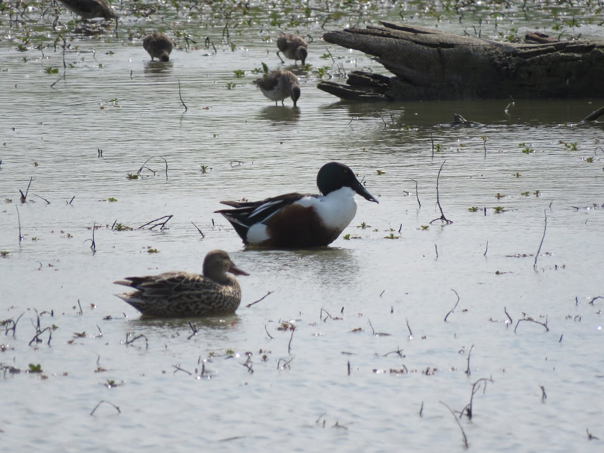 Northern Shoveler