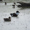 Northern Shoveler