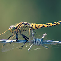 Libellula di 