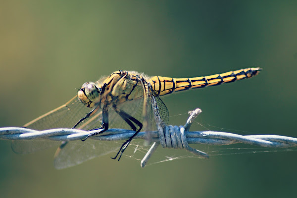 Libellula di GaiaPerico_