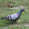 Rock dove