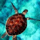 Download Turtle Wallpapers HD For PC Windows and Mac