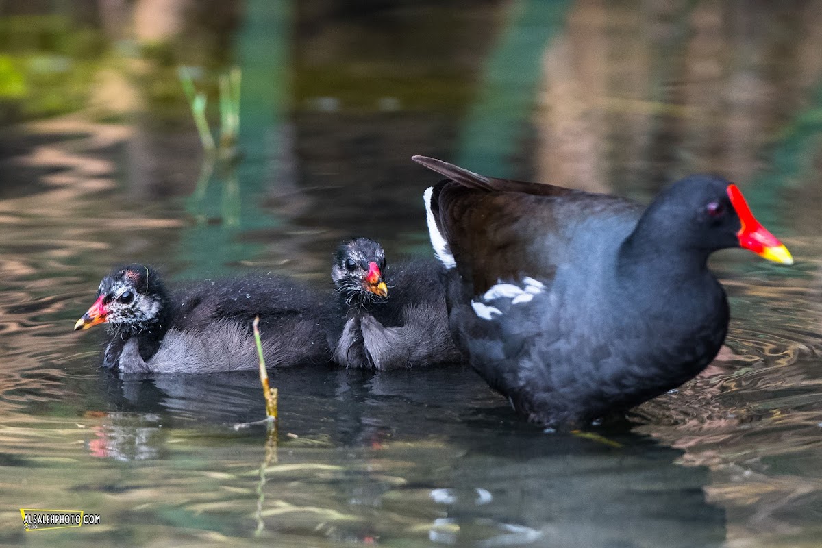 Common Moorhen