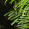 Limoniid Crane Fly