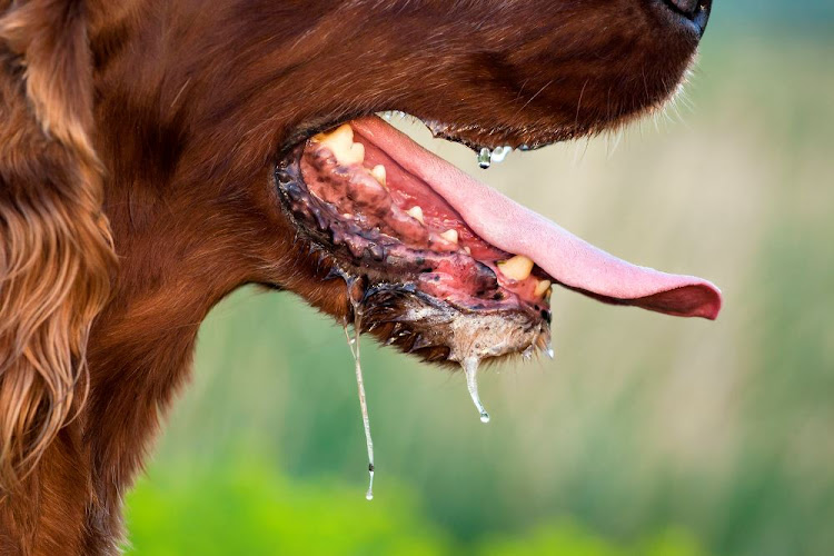 The NICD says at least 17 rabies cases were detected in humans between October and November. Stock photo.