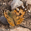 Painted Lady