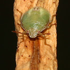 Green Vegetable Bug (nymph)