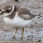 Ringed Plover; Chorlitejo Grande