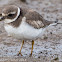 Ringed Plover; Chorlitejo Grande