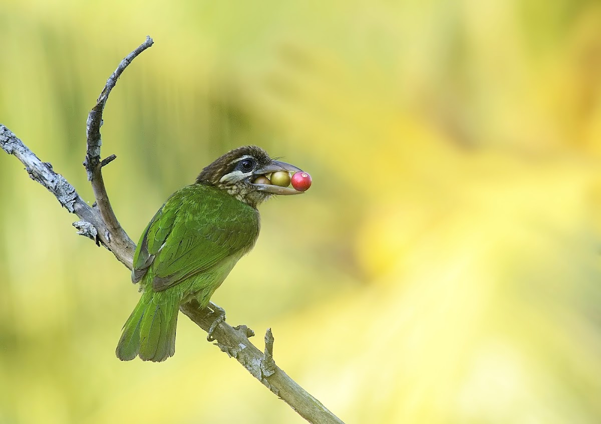 White-cheeked barbet