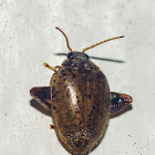 Flea Marsh Beetle