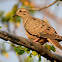 Eared Dove