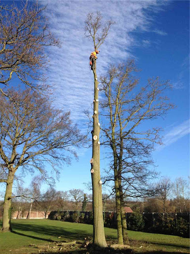Oak tree removal