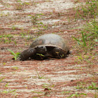 Gopher Tortoise