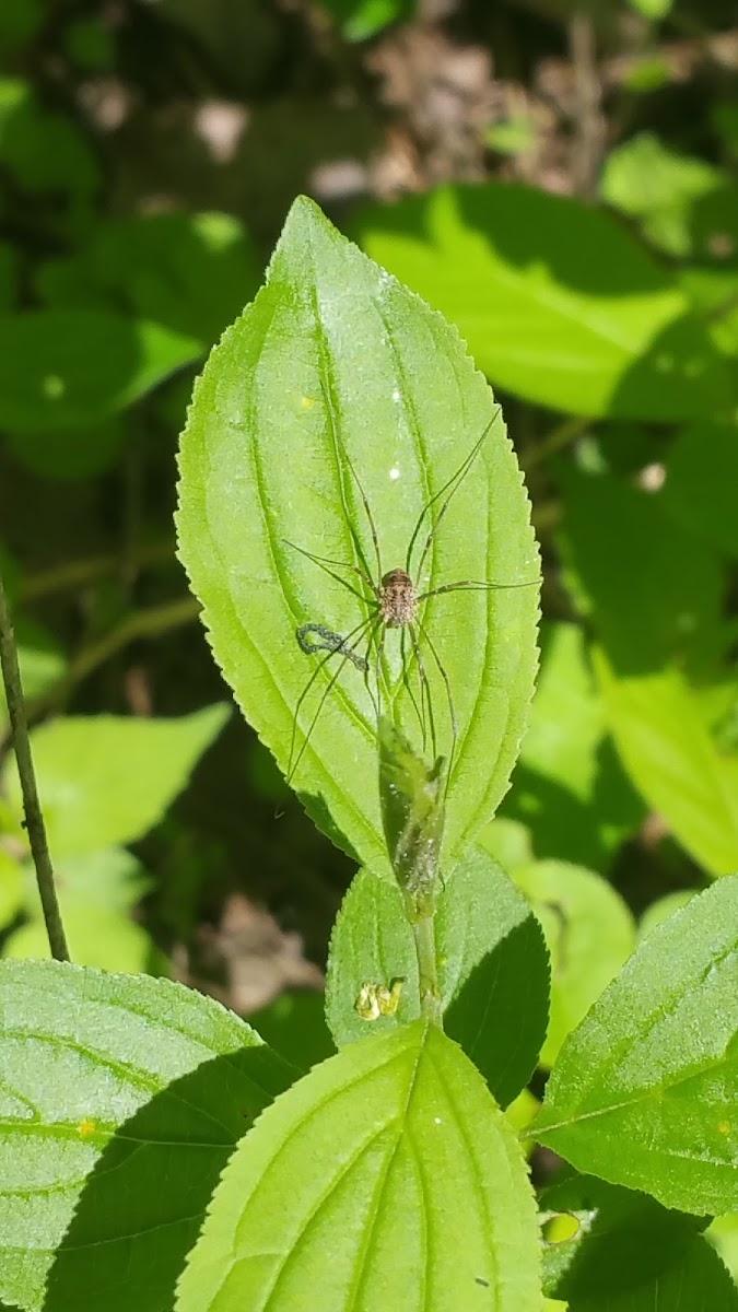 Daddy Long leg Spider