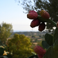 Opuntia ficus-indica di 