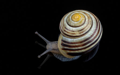 Spiral shell snail