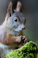 (Sciurus vulgaris) - Veverka obecná by Canon Eos -  