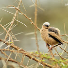 Weaver  -  Grey-capped Social Weaver