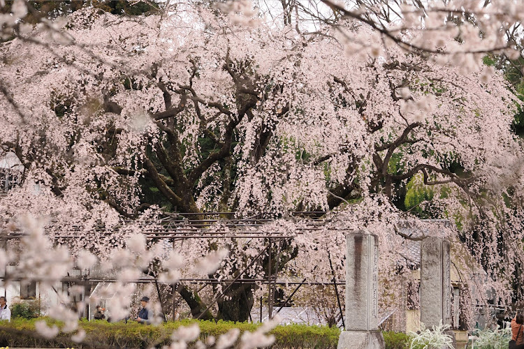 の投稿画像2枚目