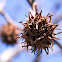 American Sweetgum