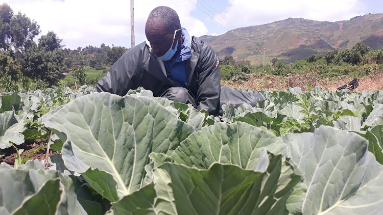 A farmer from semi-arid area of Moi Ndabi in Naivasha tends to vegetables in the field under the Green horticulture at Lake Naivasha (GOALAN) programme introduced by WWF. The farmers have been guaranteed harvest and a market for their produce under the programme that seems zero use of pesticides.