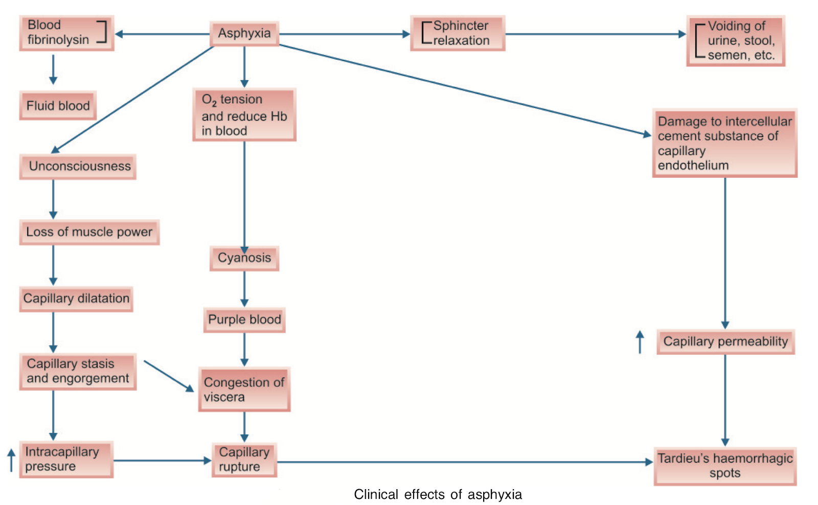 Clinical Effects of Asphyxia