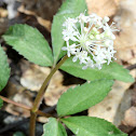 Dwarf Ginseng