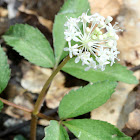 Dwarf Ginseng