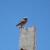 Burrowing owl