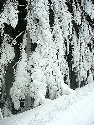 Bosco d'inverno di bereza